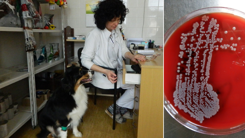 Labvet.cz - veterinární laboratoř a ordinace Labvet.cz - veterinární laboratoř a ordinace